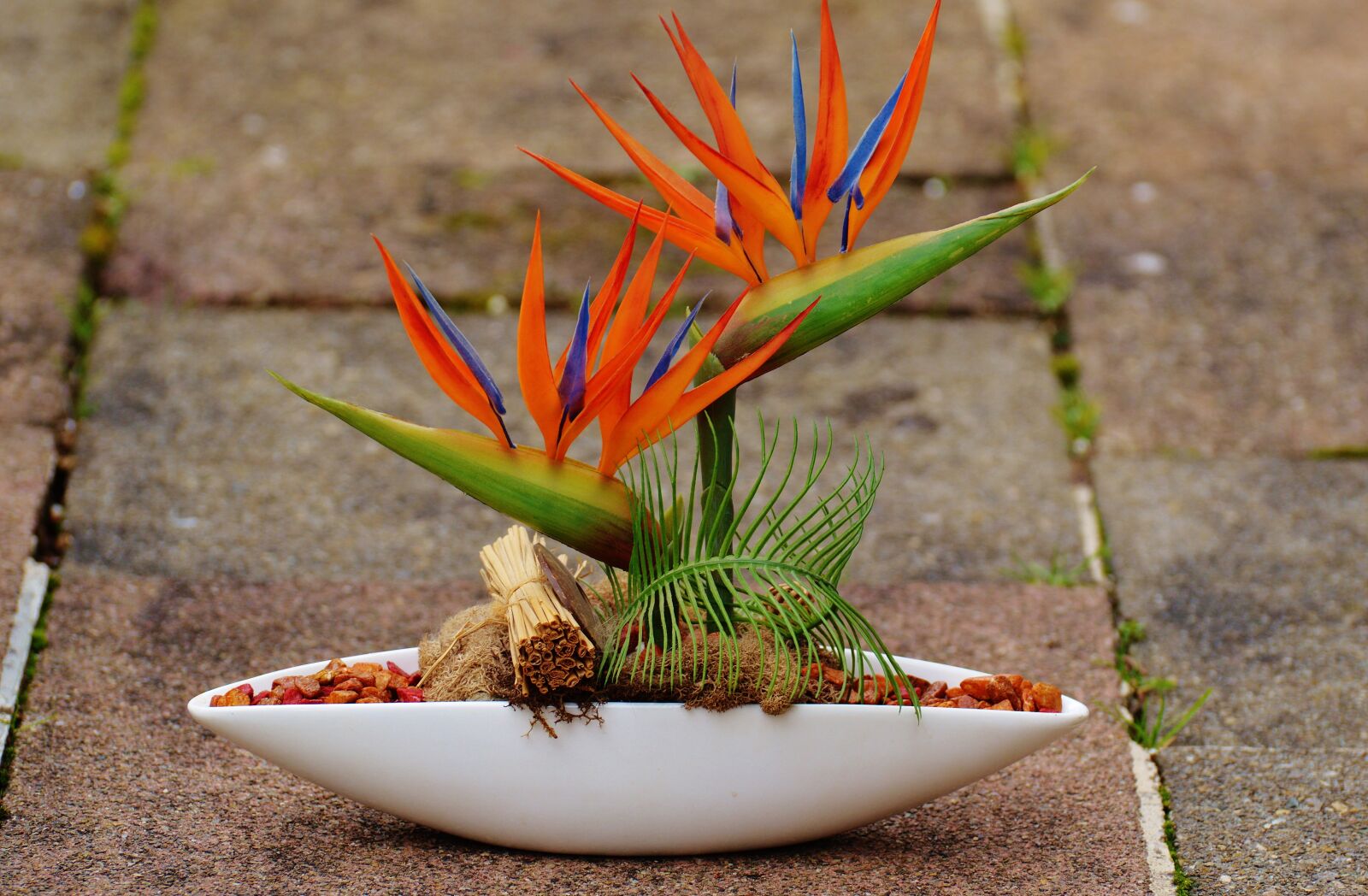 Nikon D3200 sample photo. Plant, bird of paradise photography