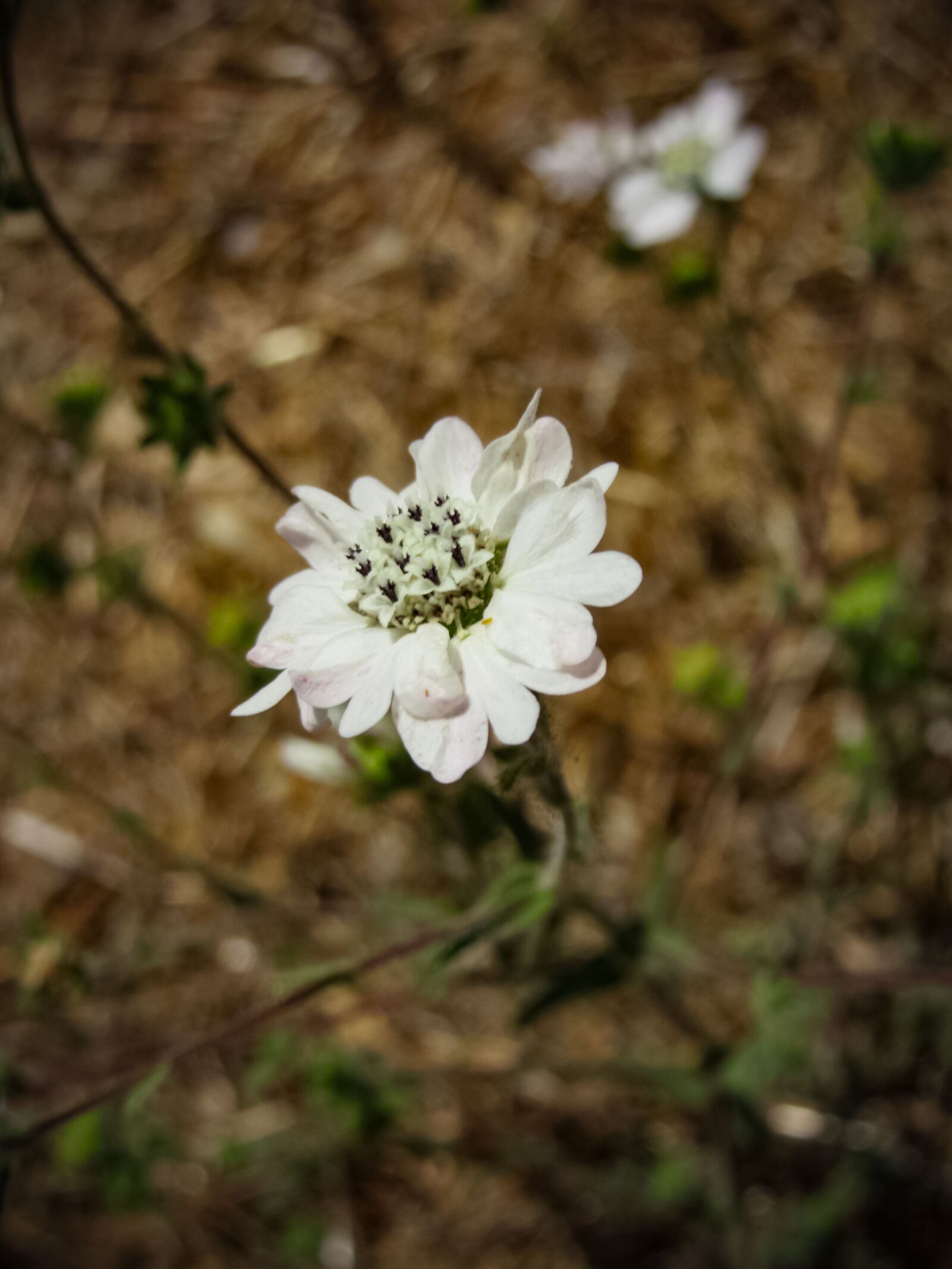 Canon PowerShot SX600 HS sample photo. Flower, spring, white photography