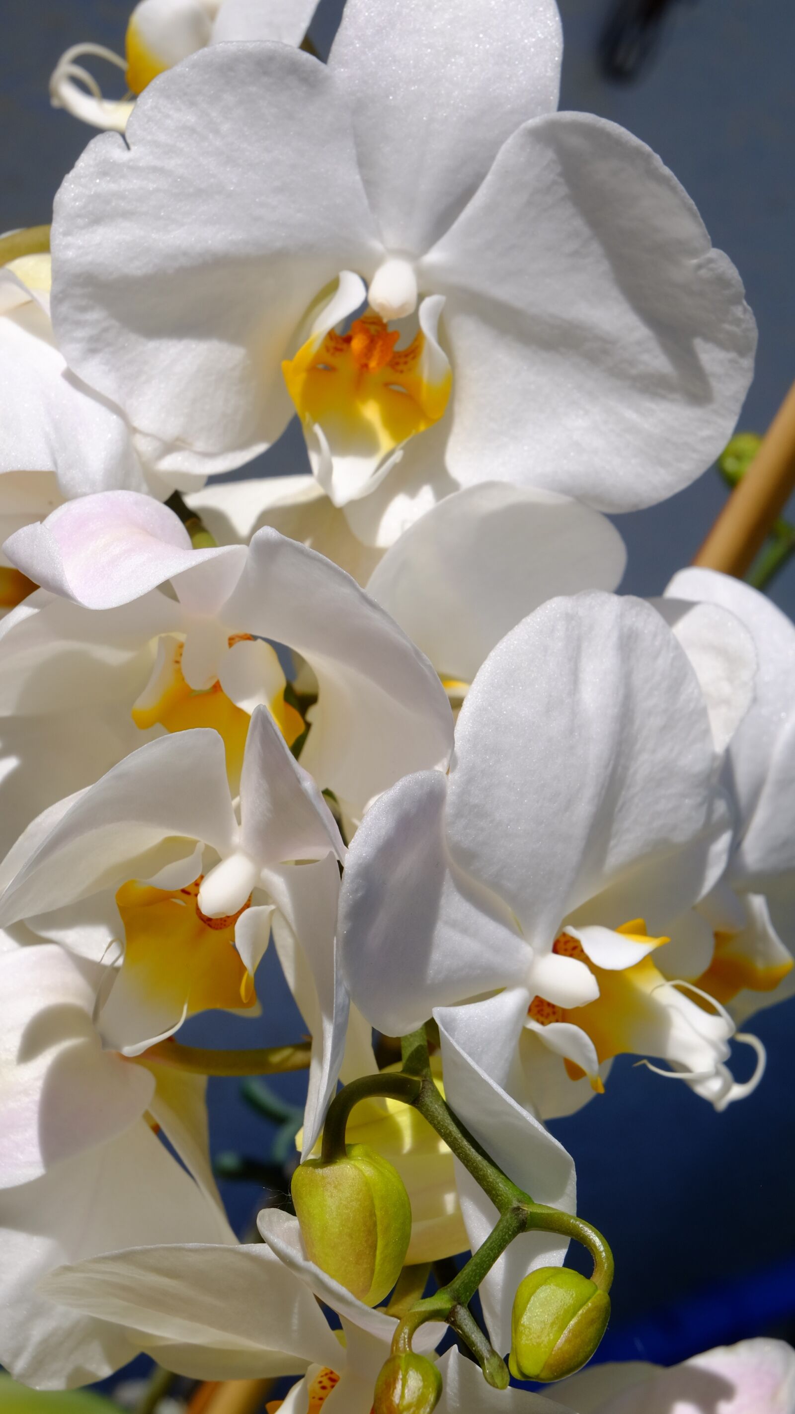 Fujifilm XC 16-50mm F3.5-5.6 OIS II sample photo. Orchid, flower, plant photography