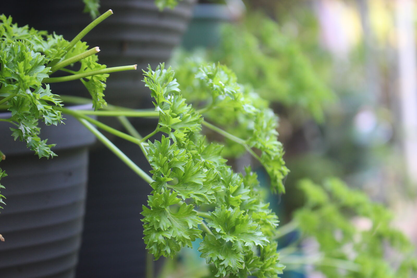 Canon EOS 100D (EOS Rebel SL1 / EOS Kiss X7) sample photo. Background, backyard, evergreen, green photography