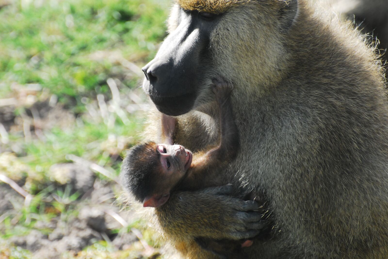 Nikon D200 sample photo. Earth hour, baboon, playful photography