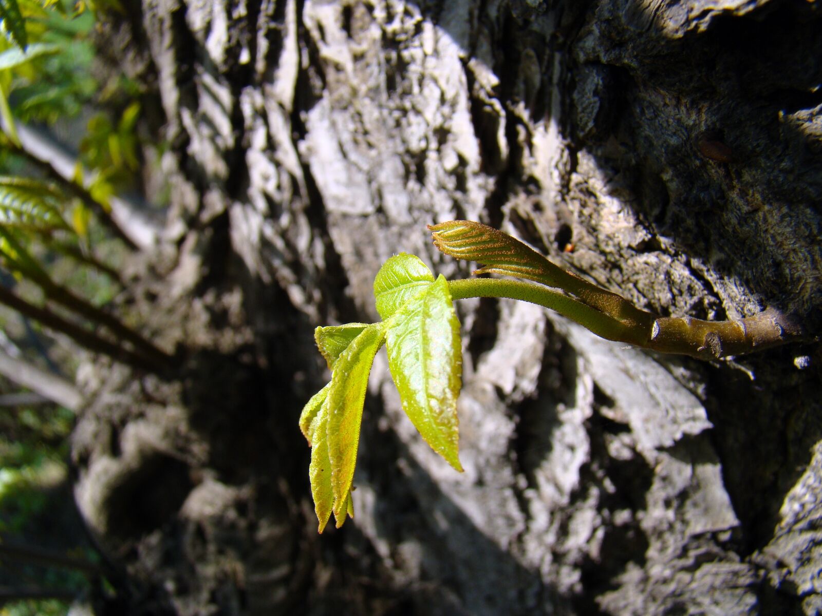 Sony Cyber-shot DSC-H50 sample photo. Leaf, young leaves, bud photography