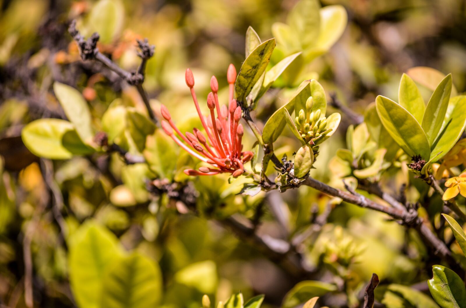 Nikon D5100 sample photo. Flower, plant, nature photography