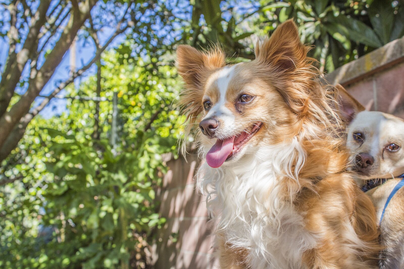 Canon EOS 1300D (EOS Rebel T6 / EOS Kiss X80) sample photo. Dog, chihuahua, puppy photography