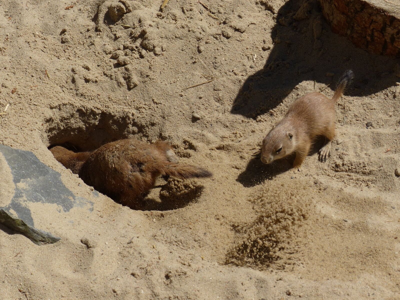 Panasonic Lumix DMC-FZ200 sample photo. Prairie dog, young animal photography