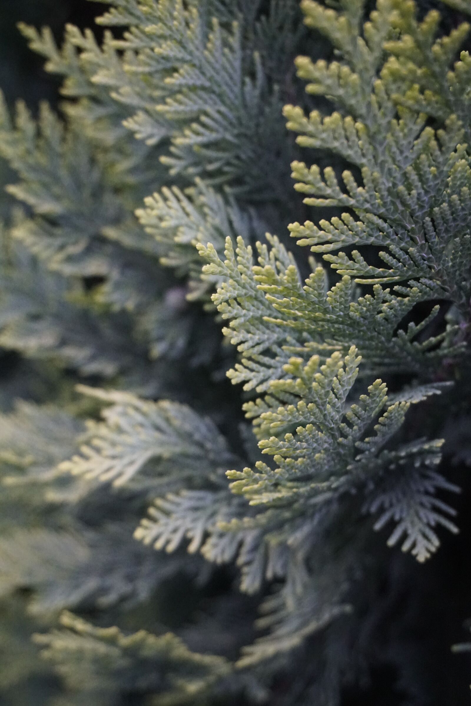 Sony a6300 sample photo. Plant, green, nature photography