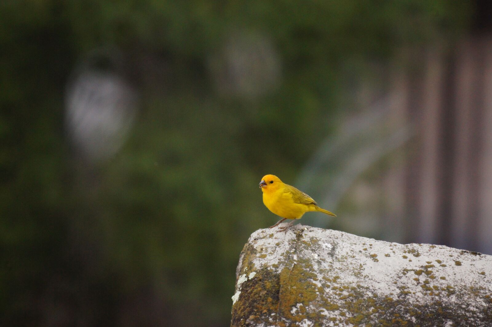 Sony SLT-A55 (SLT-A55V) + Sony 500mm F8 Reflex sample photo. Nature, animals, armenia photography