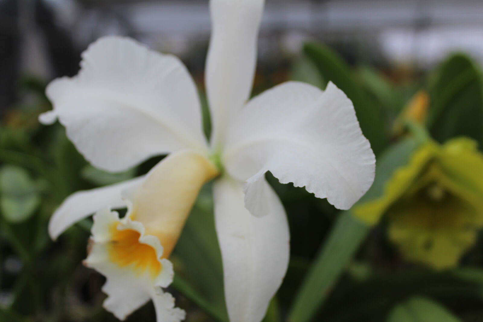 Canon EOS 1300D (EOS Rebel T6 / EOS Kiss X80) sample photo