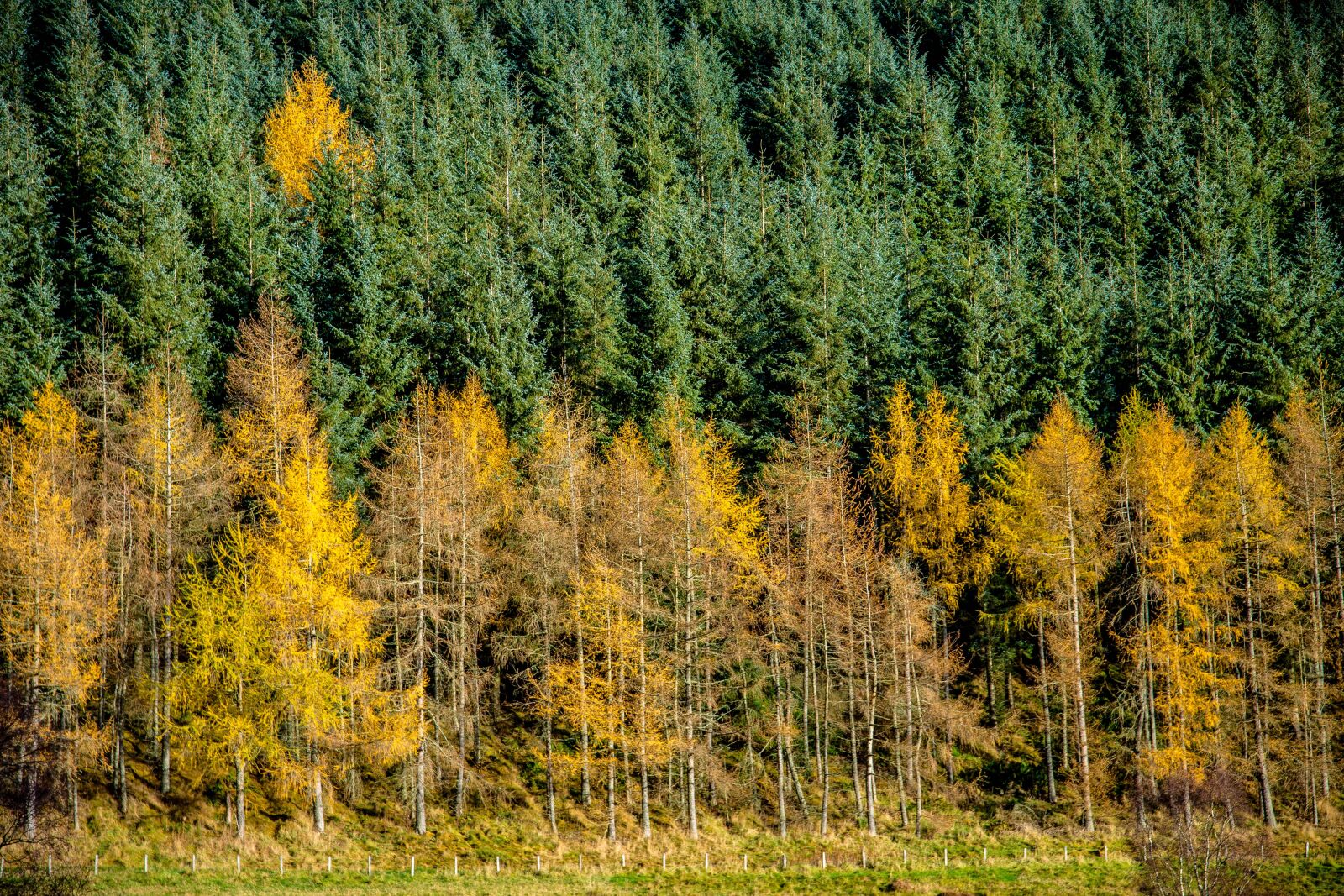 Canon EOS 6D sample photo. Autumn, scotland, hills photography