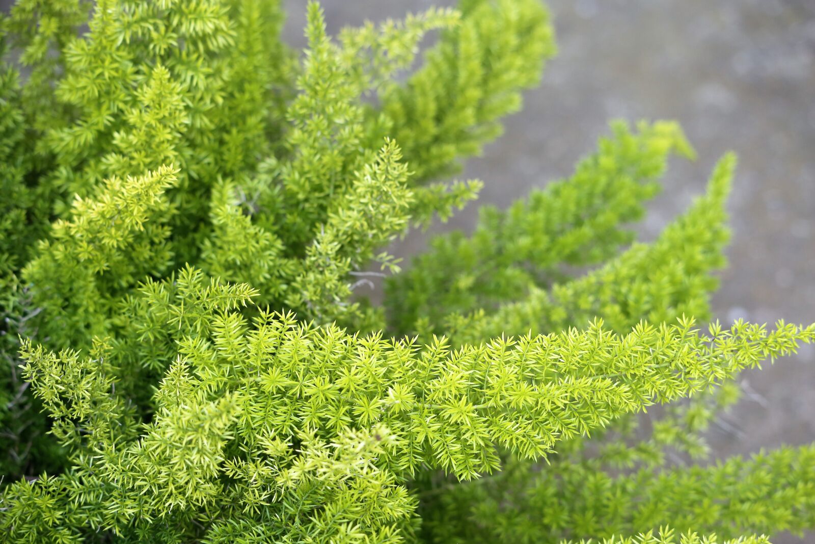 Canon EOS 6D sample photo. Foxtail fern, asparagus desinflorus photography