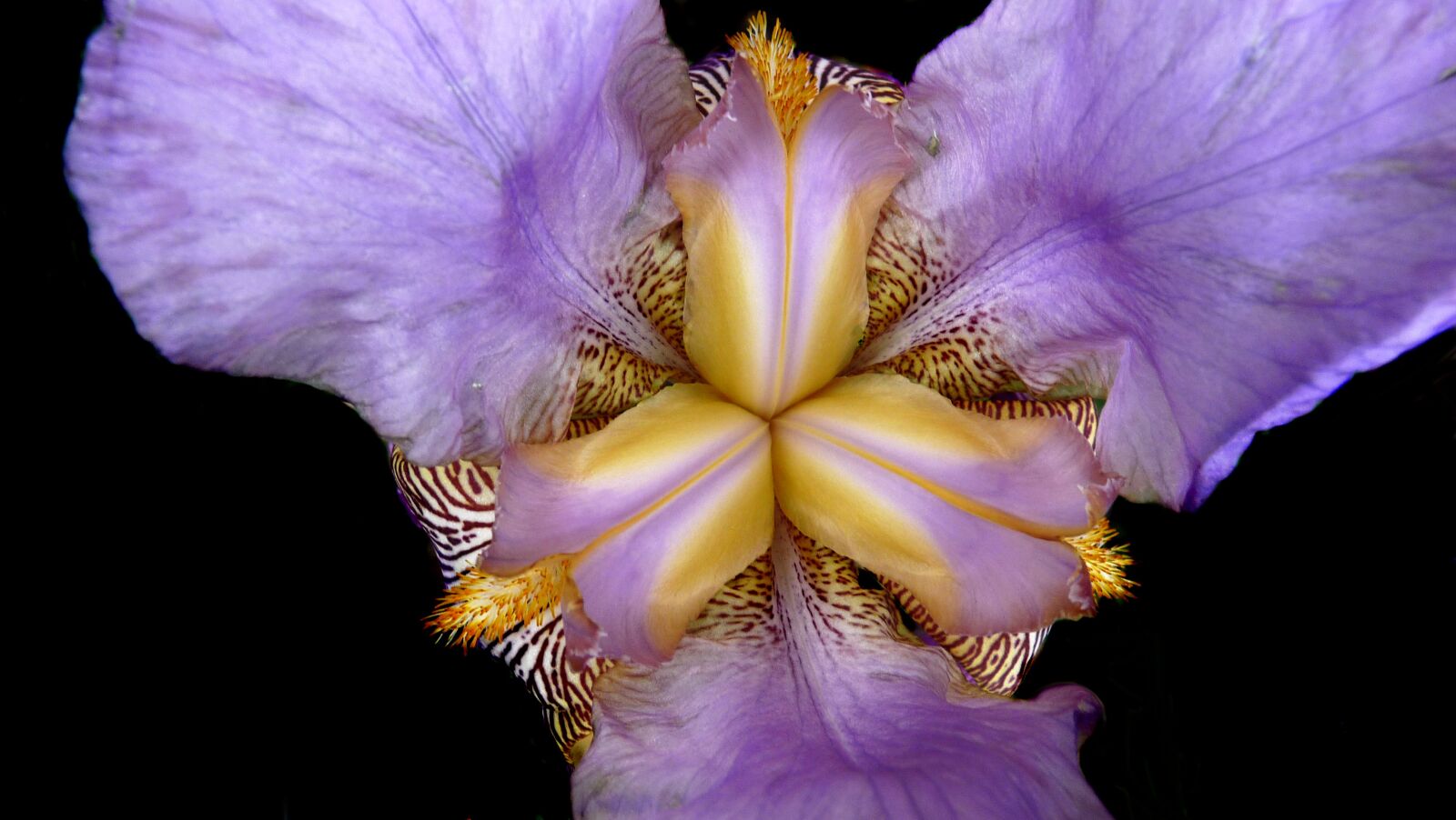 Panasonic Lumix DMC-FZ28 sample photo. Iris, flower, close up photography