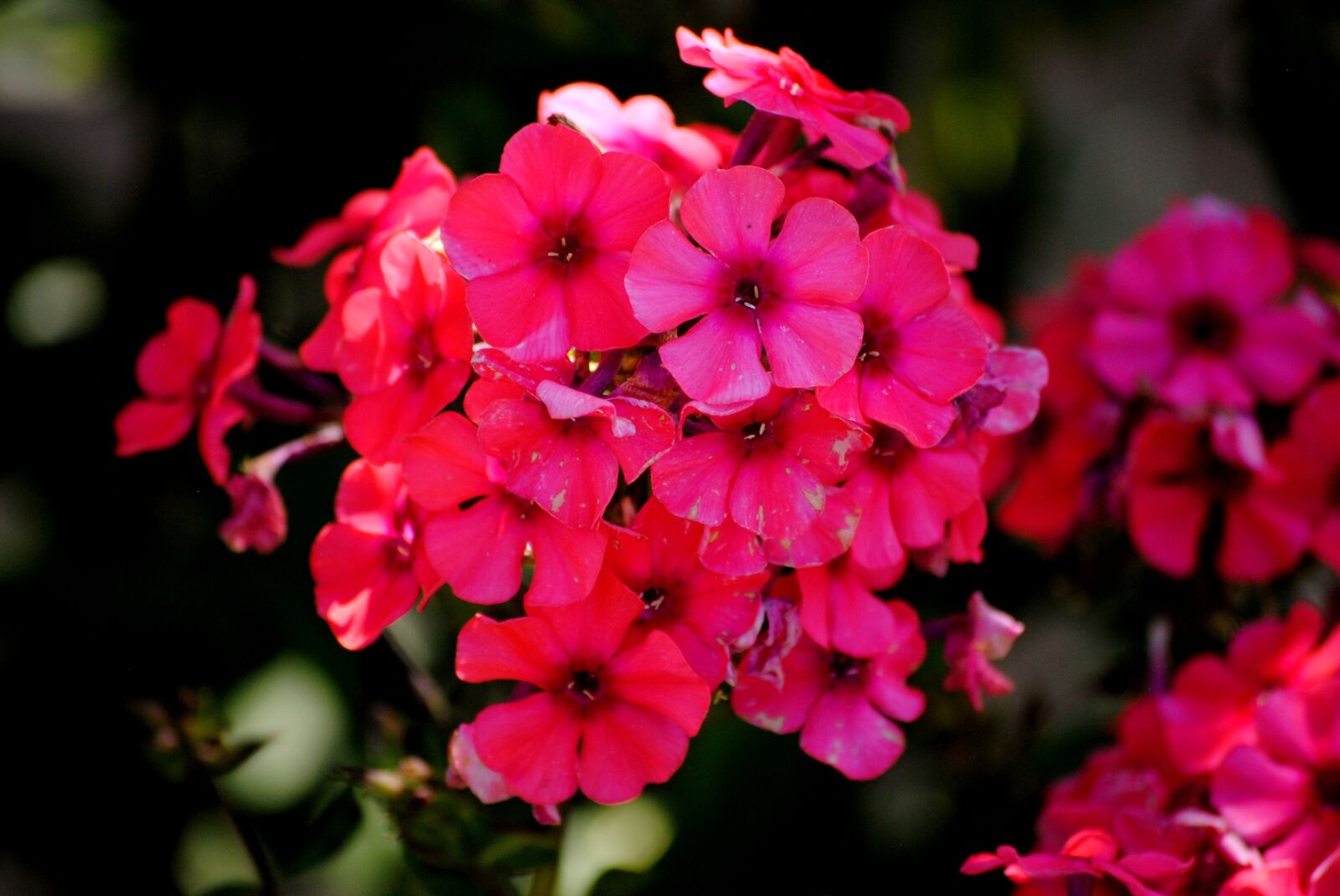 Nikon D3000 sample photo. Flower, plant, garden photography
