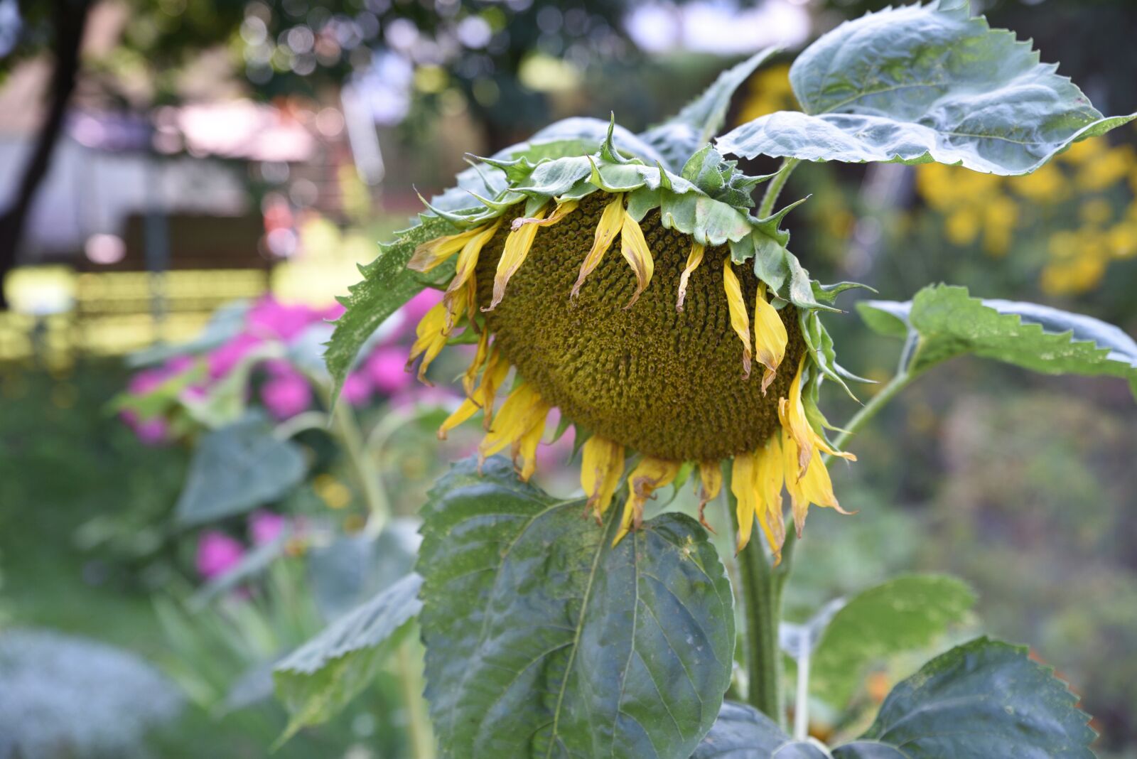 Nikon D750 sample photo. Garden, gardens, spring photography