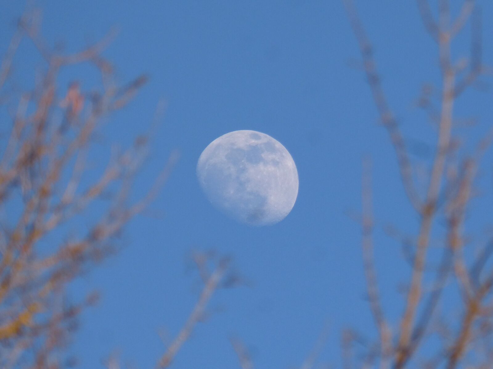Panasonic DMC-FZ62 sample photo. Moon, branches, night photography