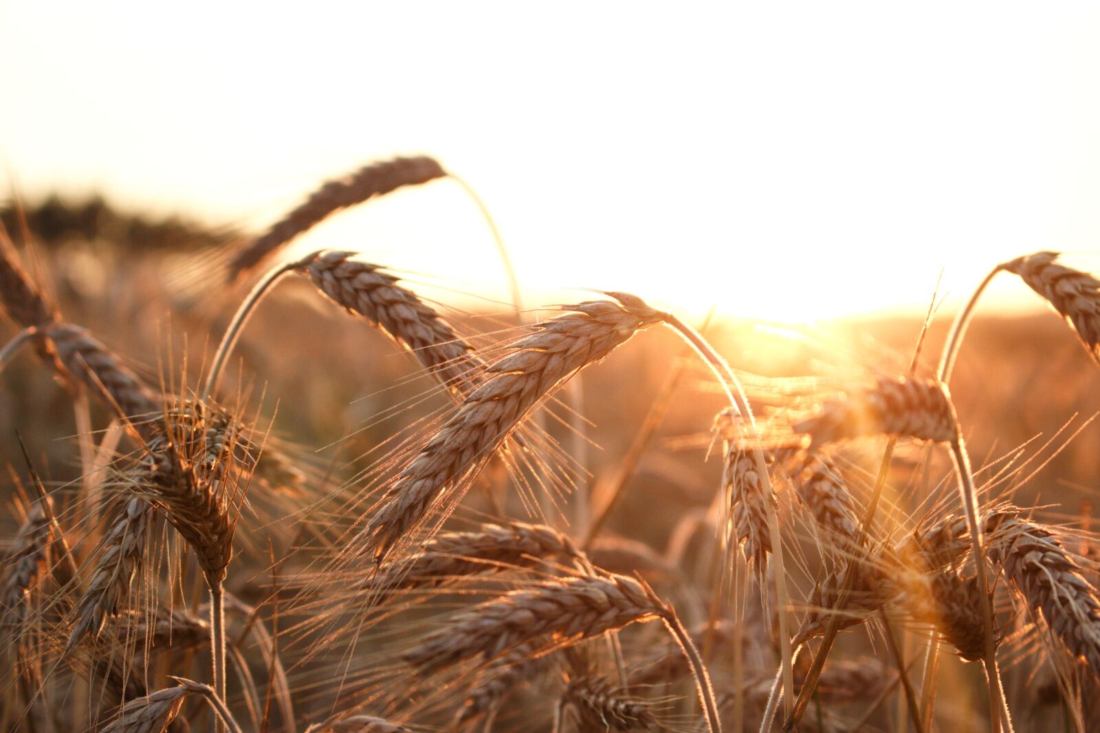 Canon EOS 700D (EOS Rebel T5i / EOS Kiss X7i) sample photo. Corn, field, wheat photography