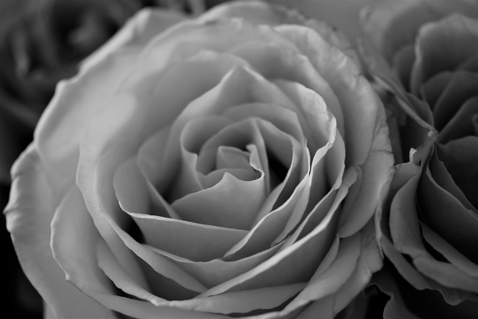 Nikon D5500 sample photo. Roses, flowers, black and photography