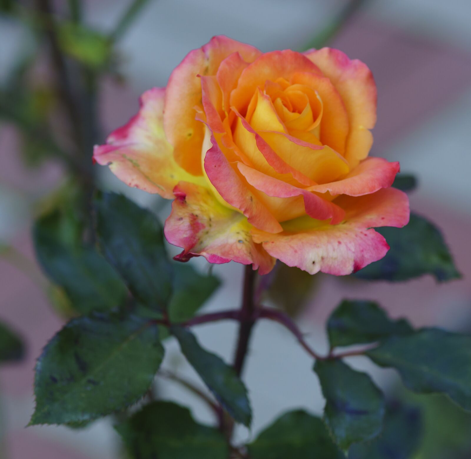 Sony ILCA-77M2 sample photo. Flowers, rose, garden photography