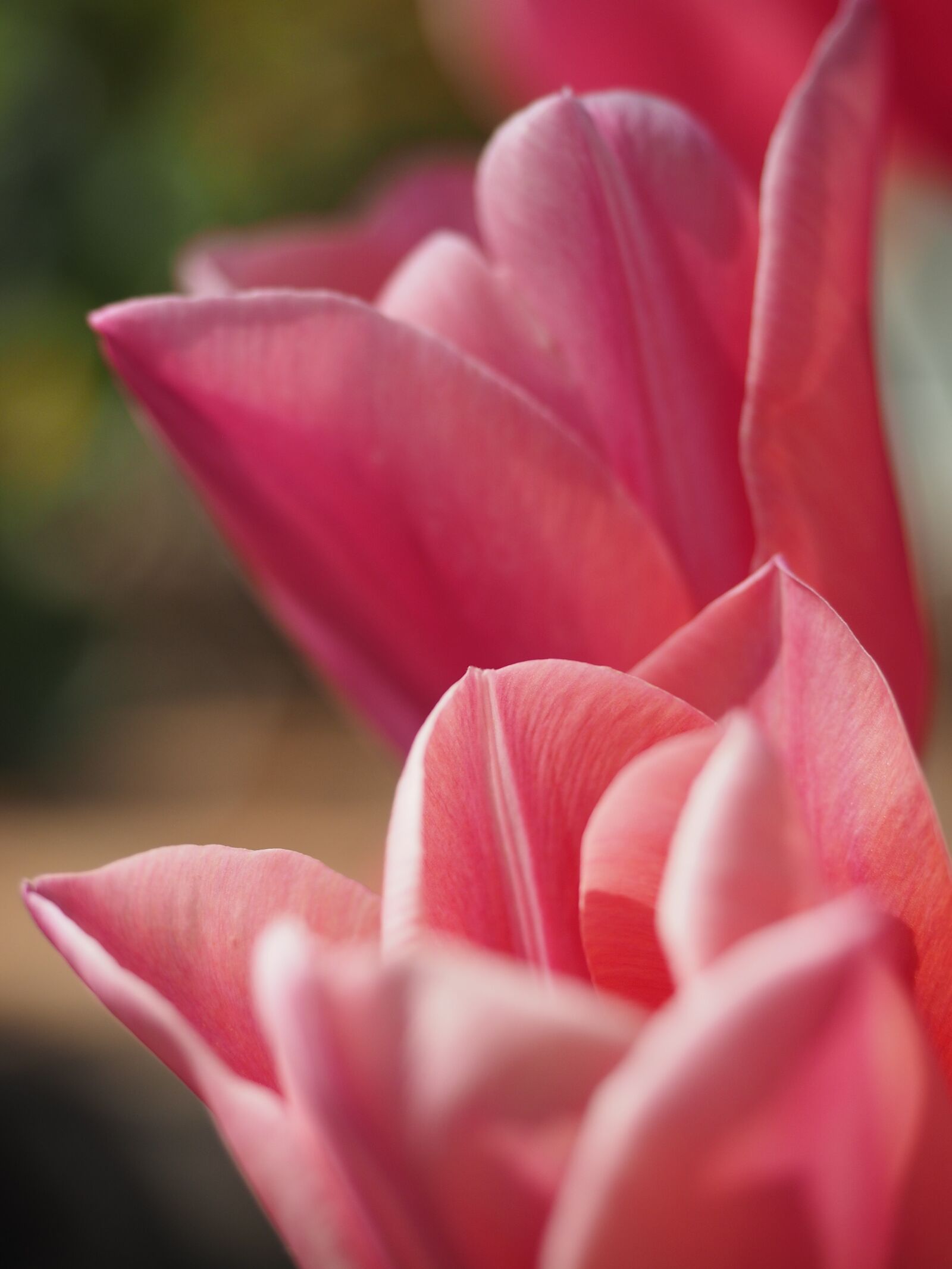 Olympus OM-D E-M1 + Olympus M.Zuiko Digital ED 12-40mm F2.8 Pro sample photo. Tulips, tulip, spring photography