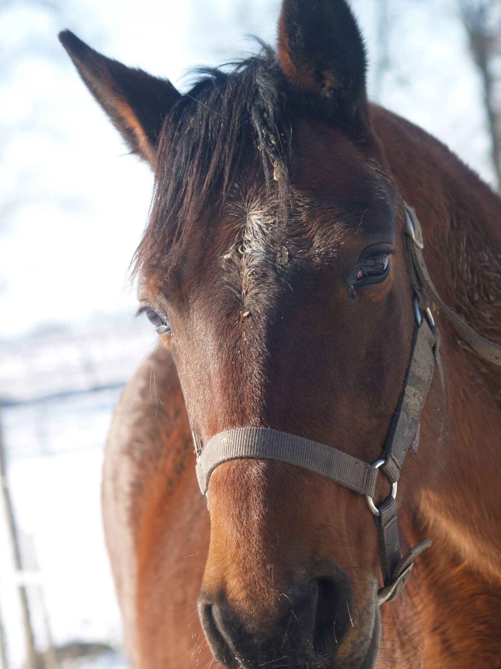 Olympus E-300 (EVOLT E-300) sample photo. Horse, brown, animal photography