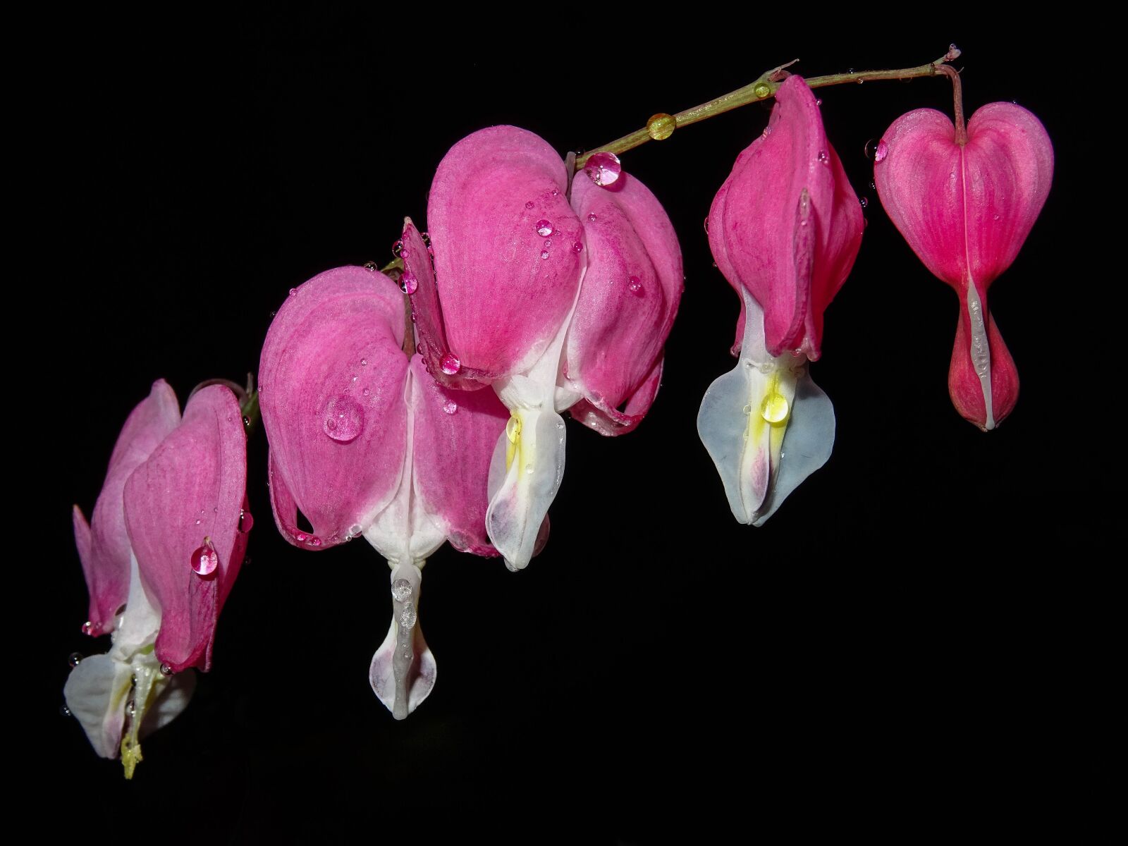 Sony DSC-HX60V sample photo. Heart flower, drip, pink photography