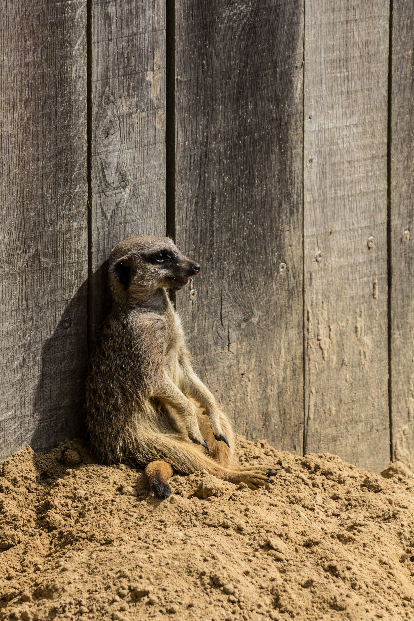 Canon EOS 60D + Sigma 18-200mm f/3.5-6.3 DC OS sample photo. Animals, meerkat, sand, zoo photography