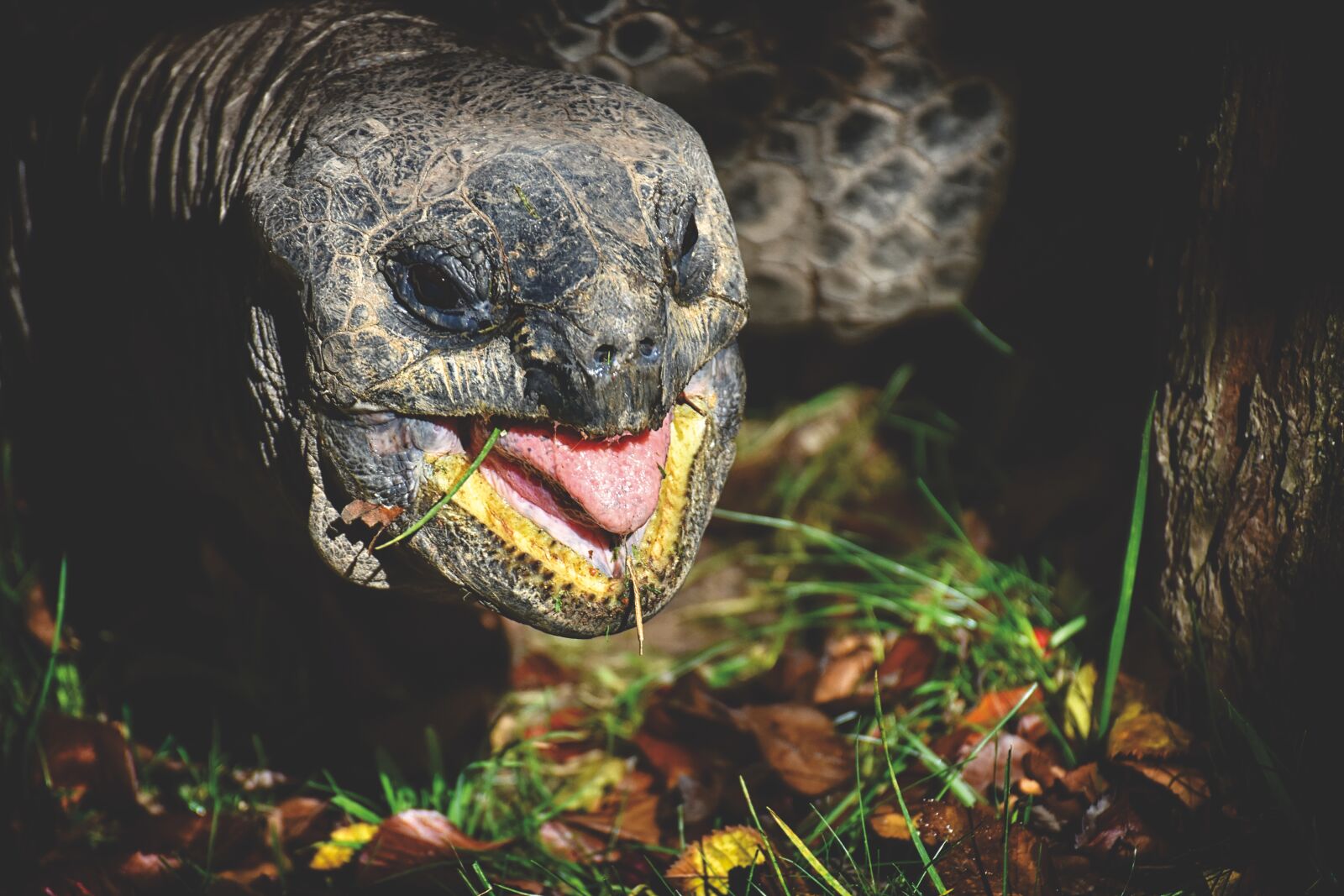 Nikon D7200 sample photo. Giant tortoise, eat, animal photography