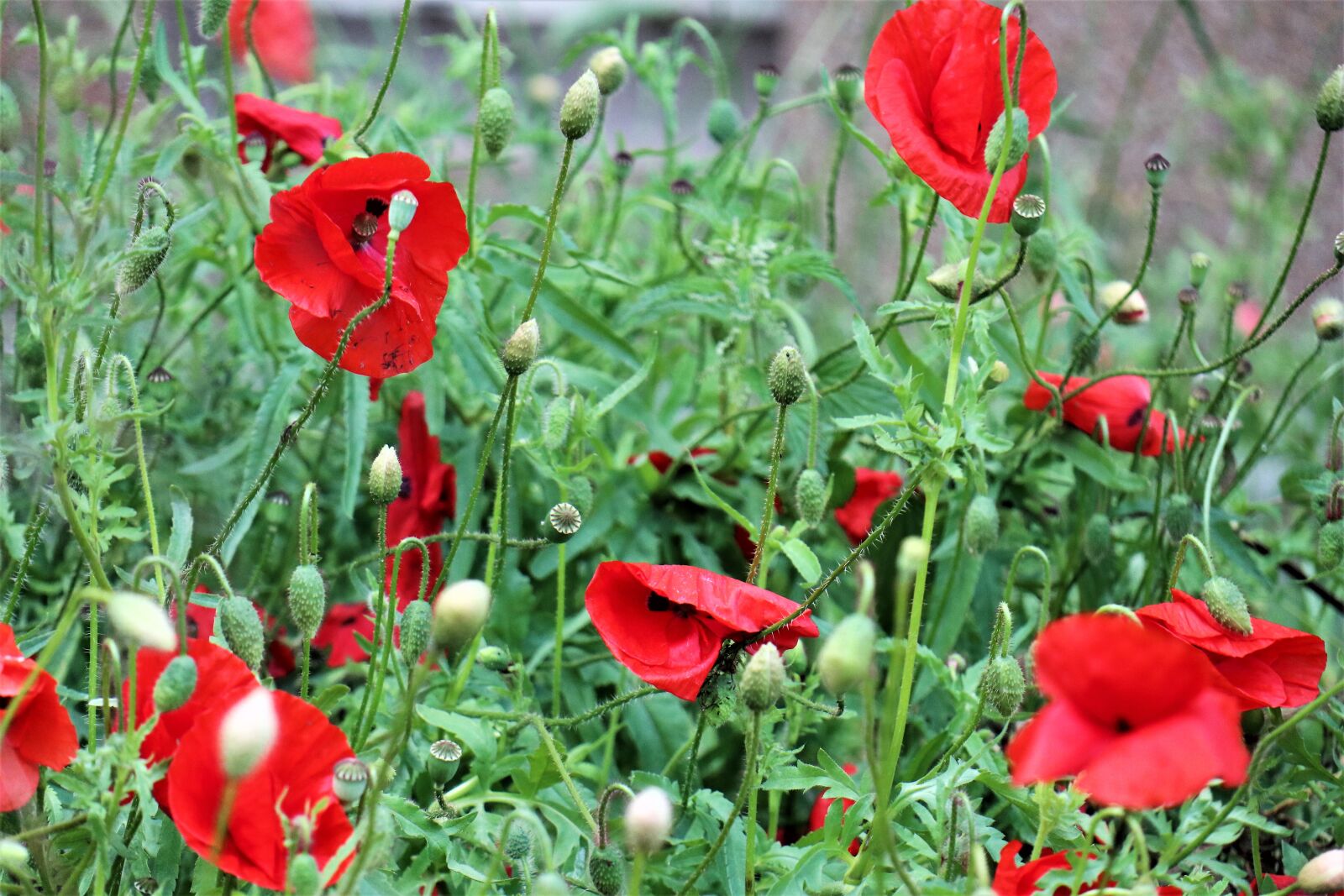 Canon EOS M6 sample photo. Grass, meadow, poppies photography