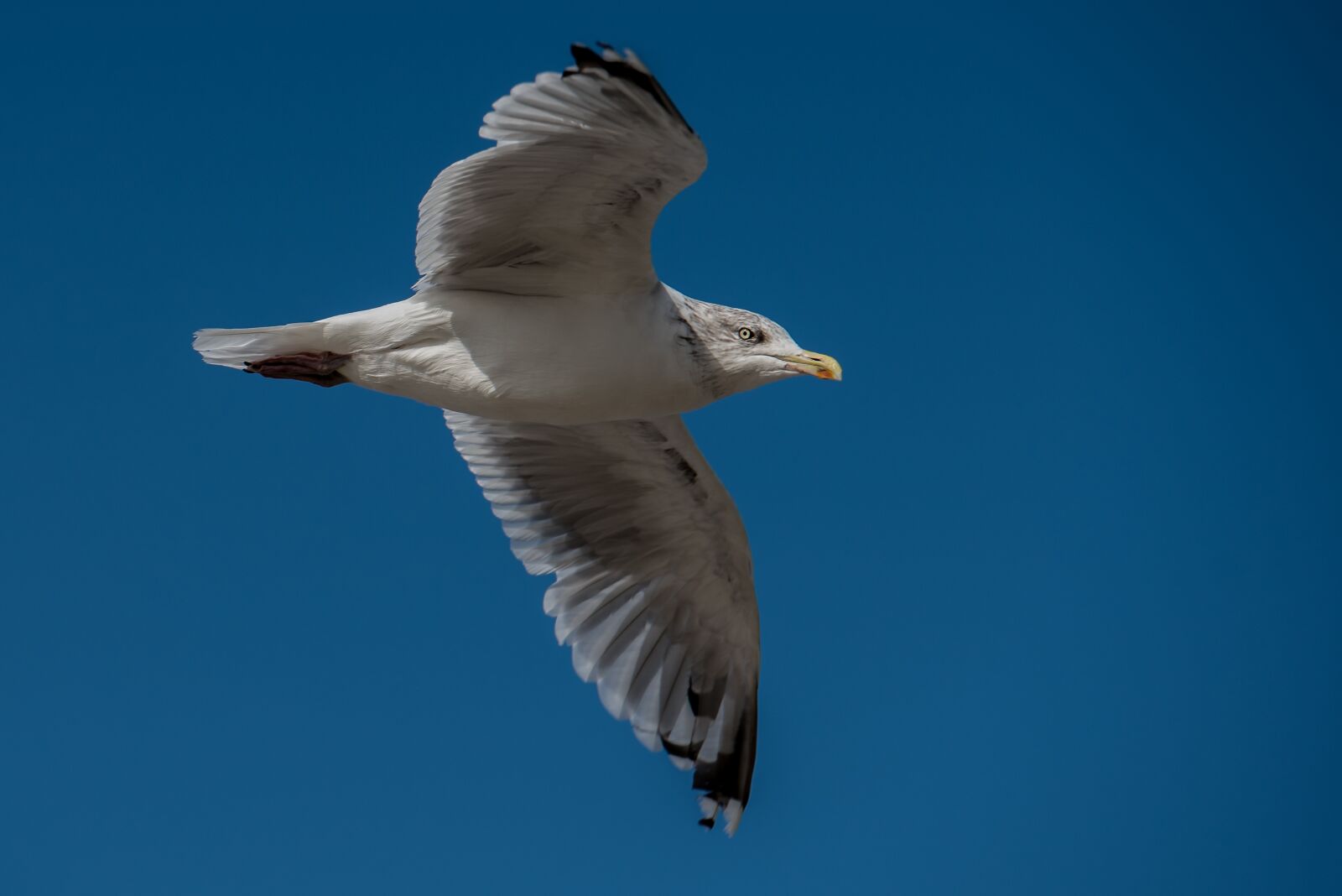 Nikon D750 sample photo. Seagull, bird, water photography