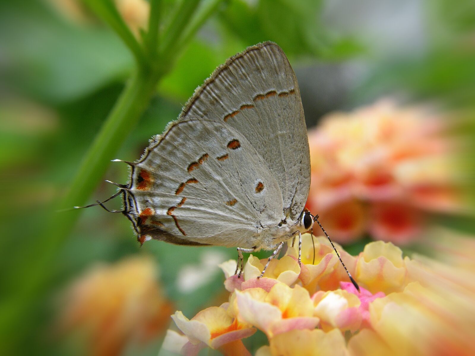 Nikon E8700 sample photo. Butterfly, pedro nunes, butterfly photography