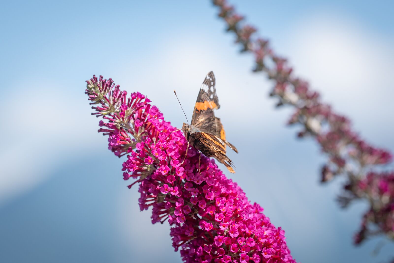 Nikon D750 sample photo. Butterfly, summer lilac, pink photography