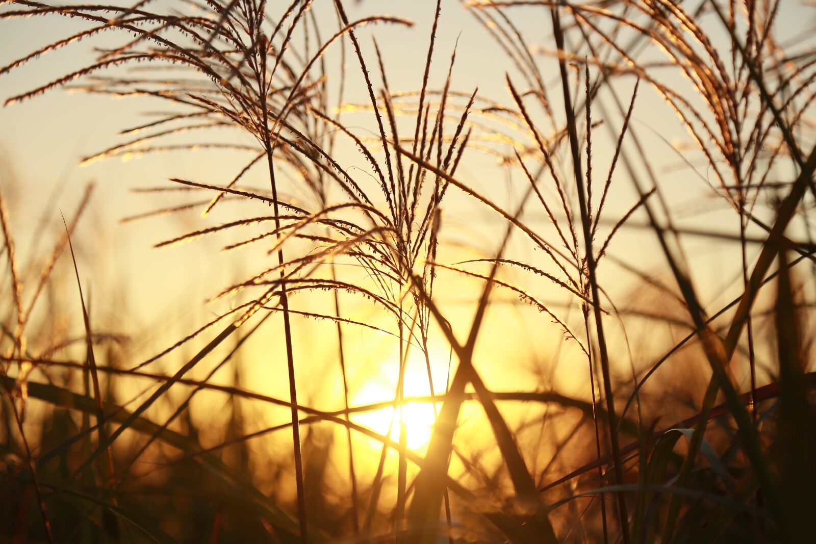 Canon EOS 6D + Canon EF 24-105mm F4L IS USM sample photo. In autumn, autumn, silver photography