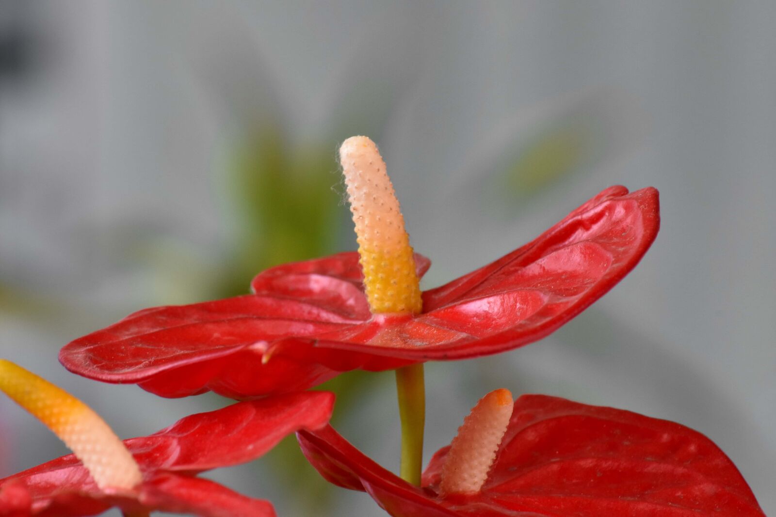 Nikon D5500 sample photo. Exotic, flower, pistil, tropical photography