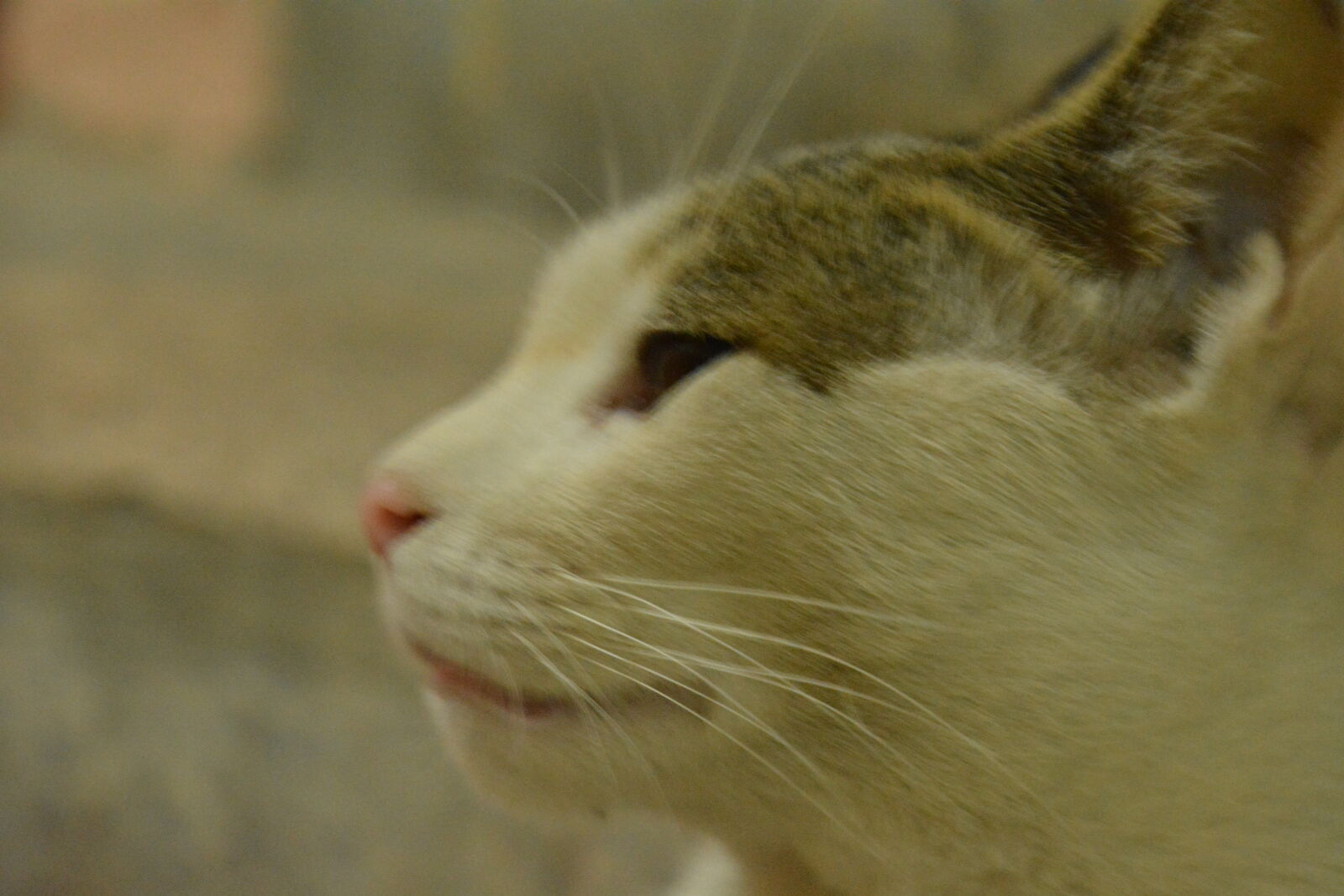 Nikon D7100 sample photo. Cat photography
