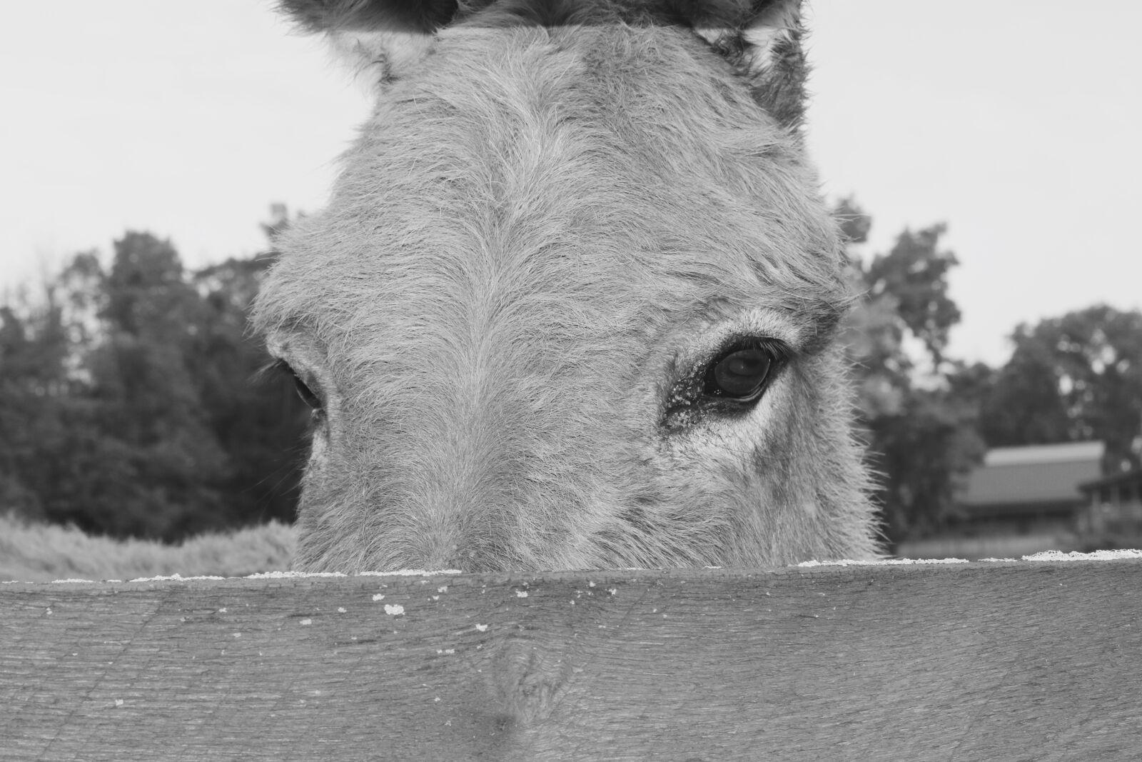 Canon EOS 750D (EOS Rebel T6i / EOS Kiss X8i) sample photo. Donkey, animal, farm photography