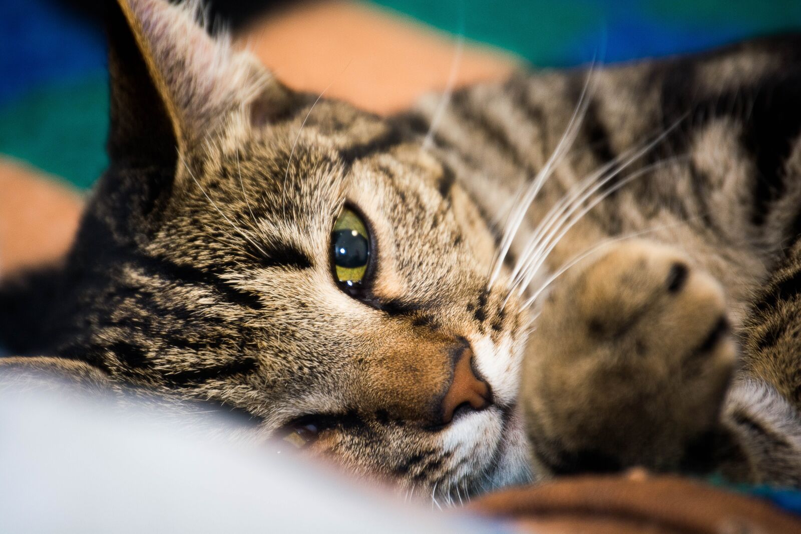 Nikon D5200 sample photo. Cat, beautiful, animal photography