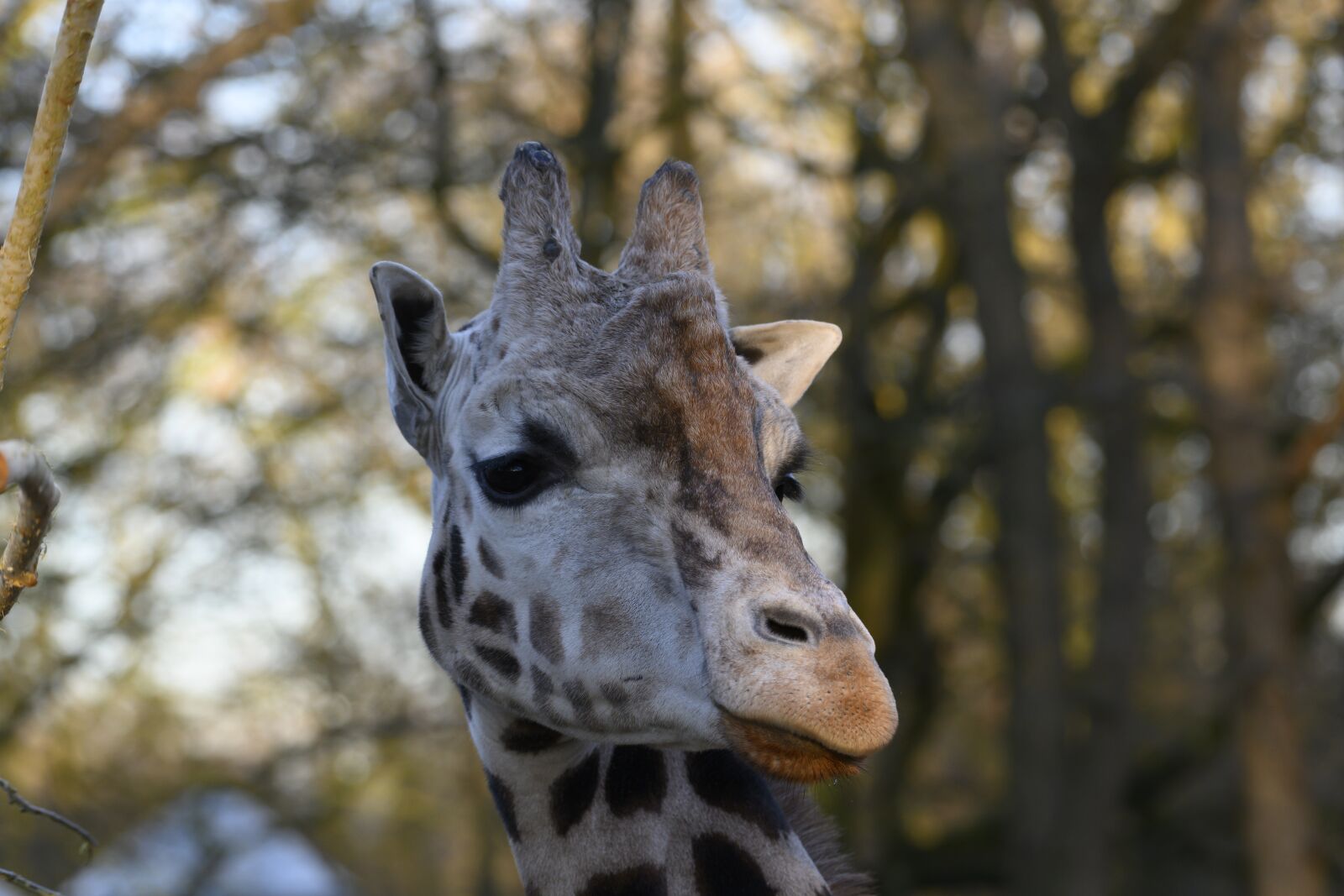 Nikon Z7 sample photo. Zoo, giraffe, stains photography