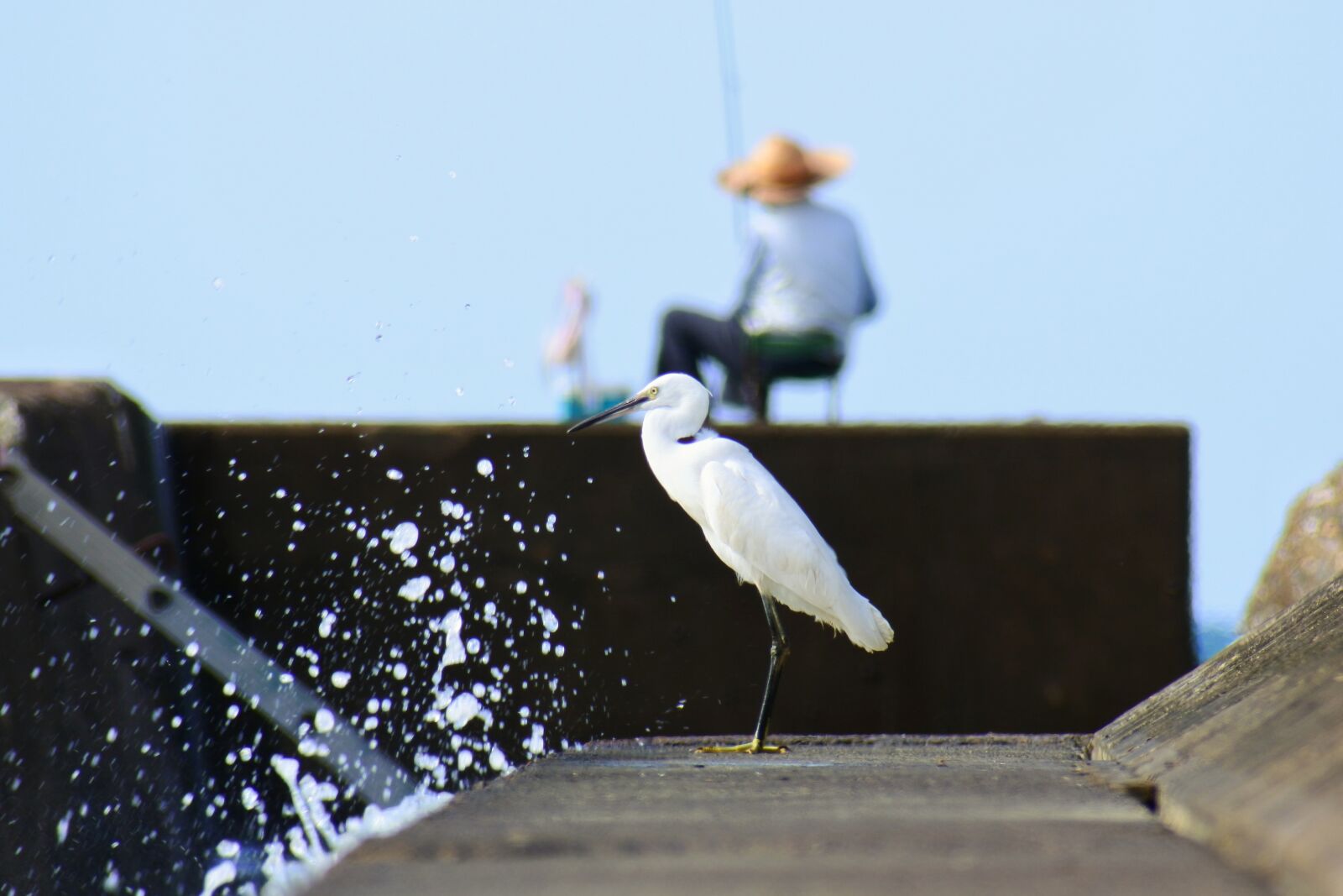 VR 70-300mm f/4.5-6.3G sample photo. Animal, sea, river photography