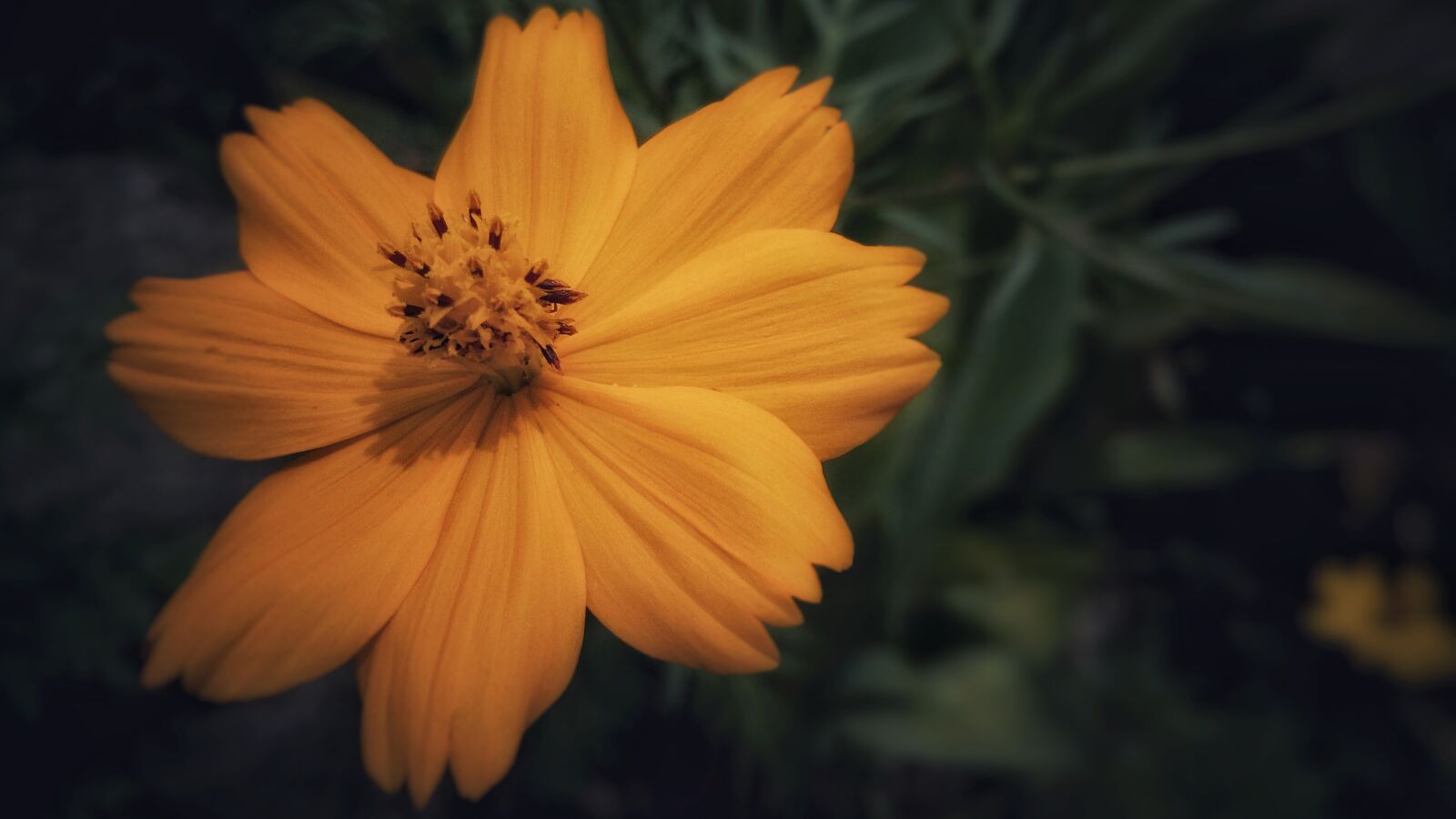 HUAWEI JKM-LX2 sample photo. Flower, orange, nature photography