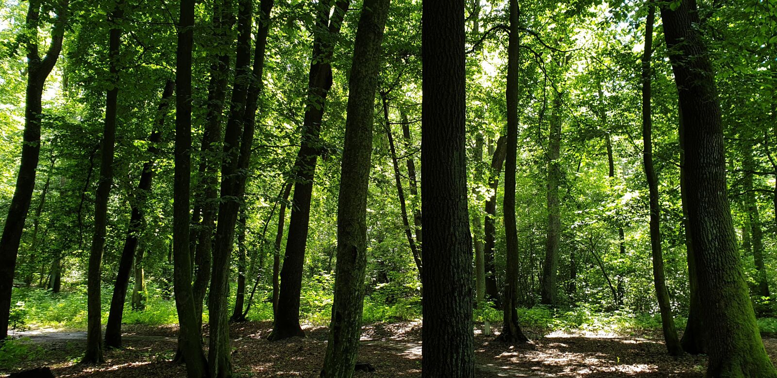Samsung Galaxy S9+ sample photo. Nature, greens, trees photography