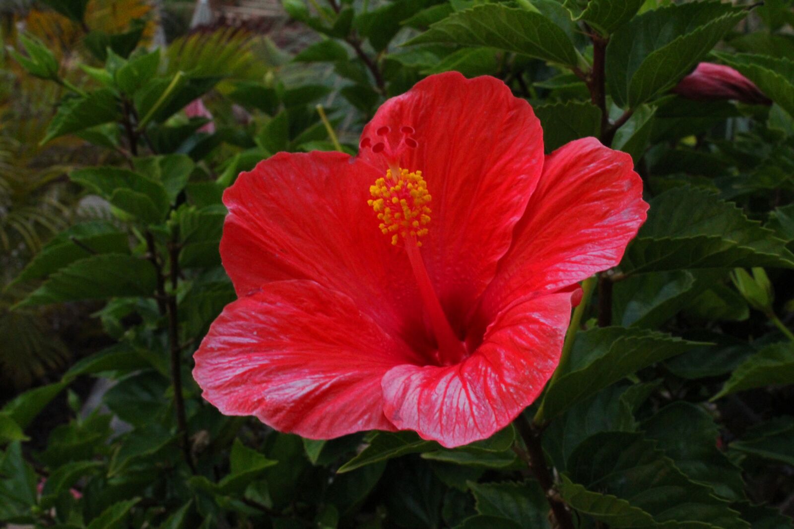 Canon EOS 1300D (EOS Rebel T6 / EOS Kiss X80) sample photo. Flower, blossom, bloom photography