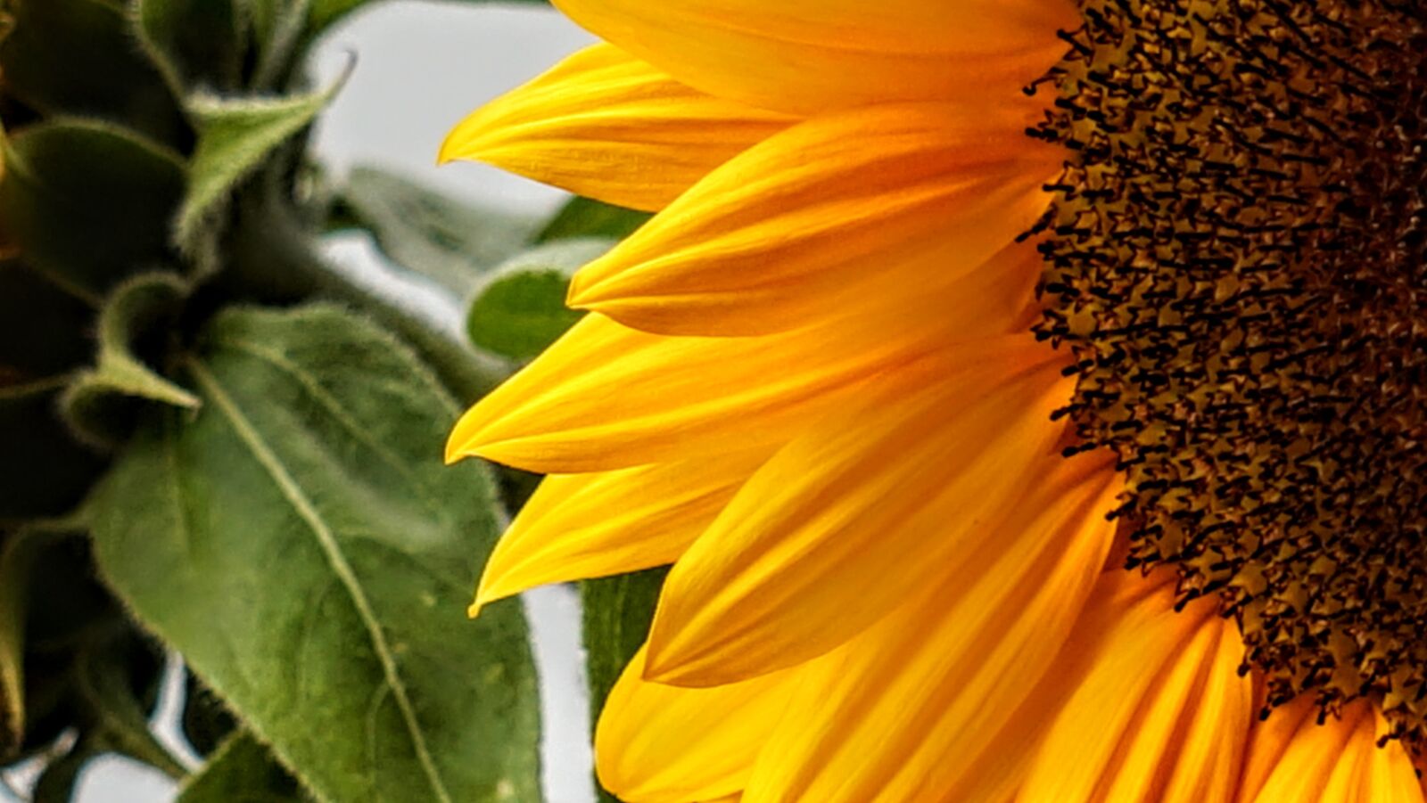 Sony a7 sample photo. Sunflower, nature, yellow photography