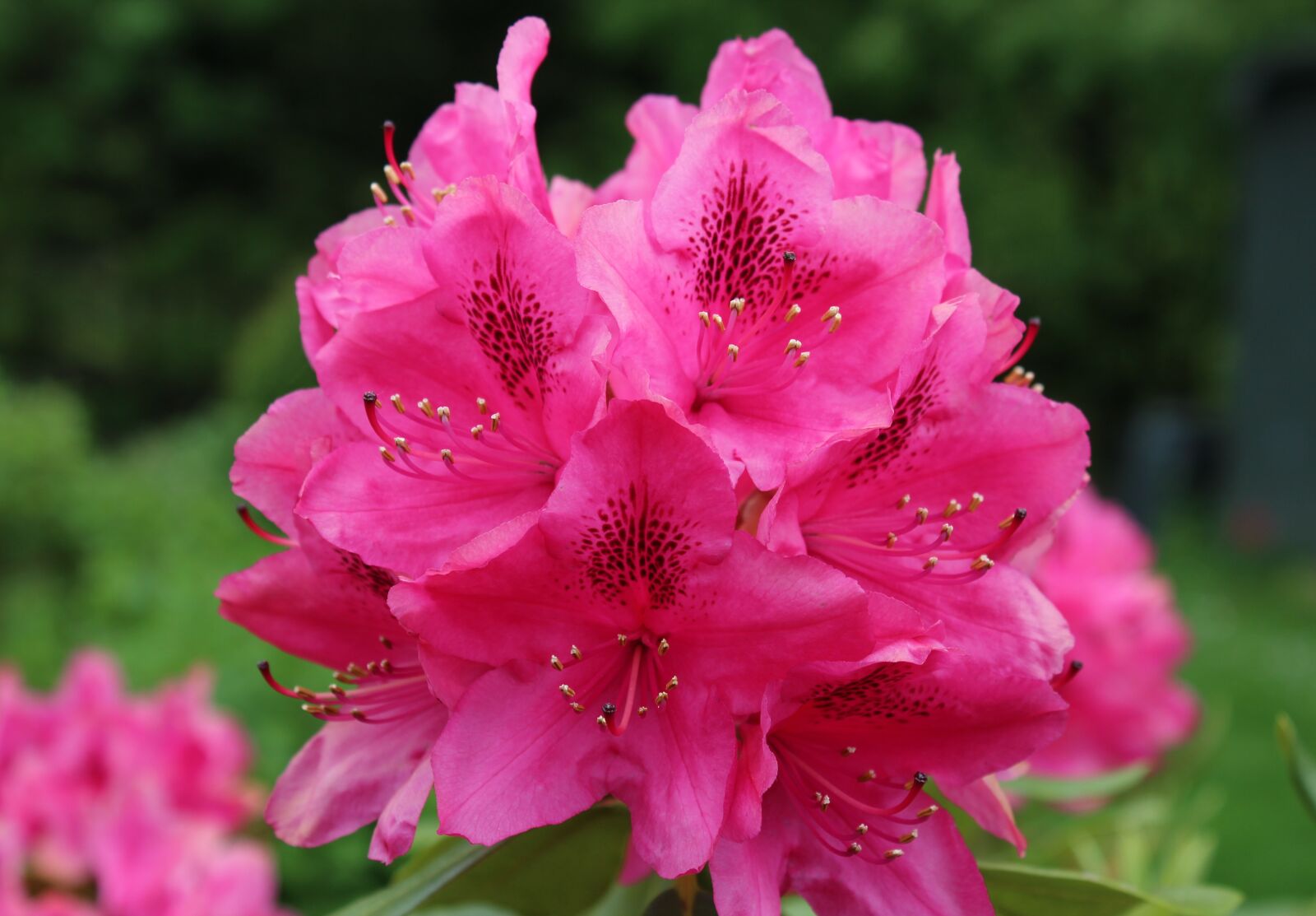 Canon EOS 600D (Rebel EOS T3i / EOS Kiss X5) sample photo. Rhododendron, flowers, flower photography