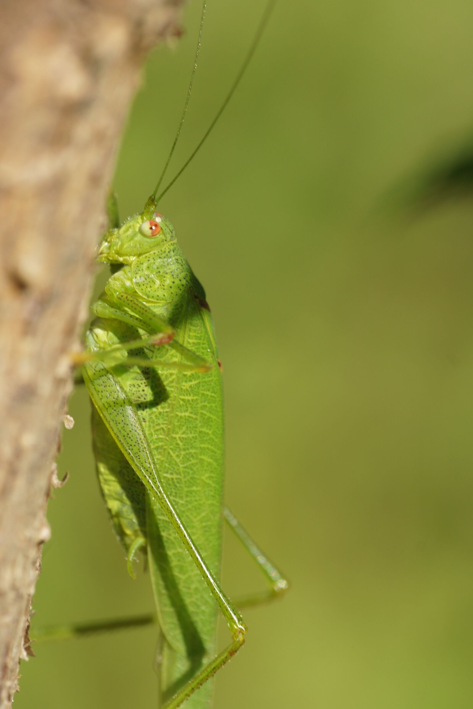 Sony Alpha DSLR-A500 sample photo. Grasshopper, insect, green photography