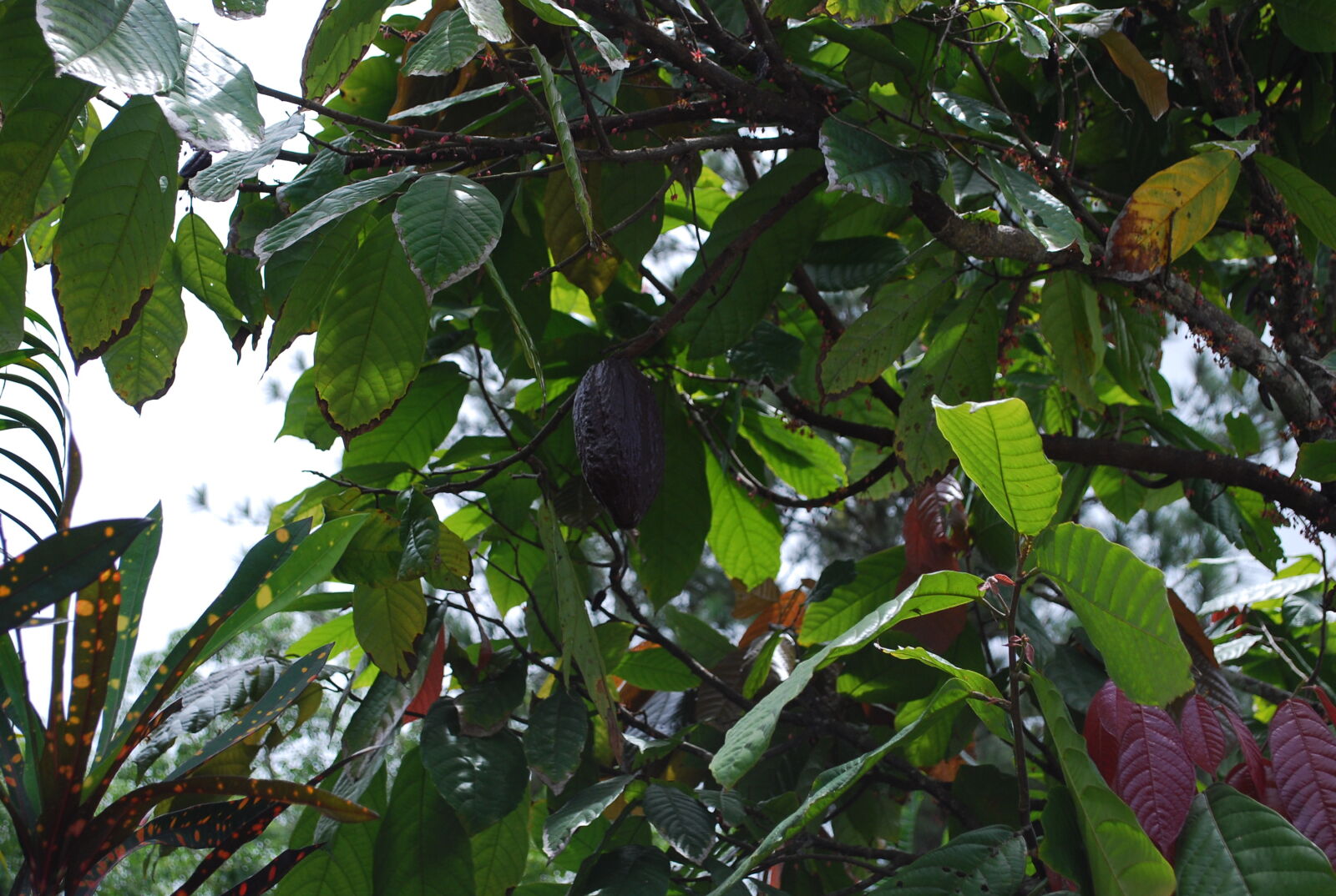 Nikon D60 sample photo. Cocoa, cocoa, bean, cocoa photography