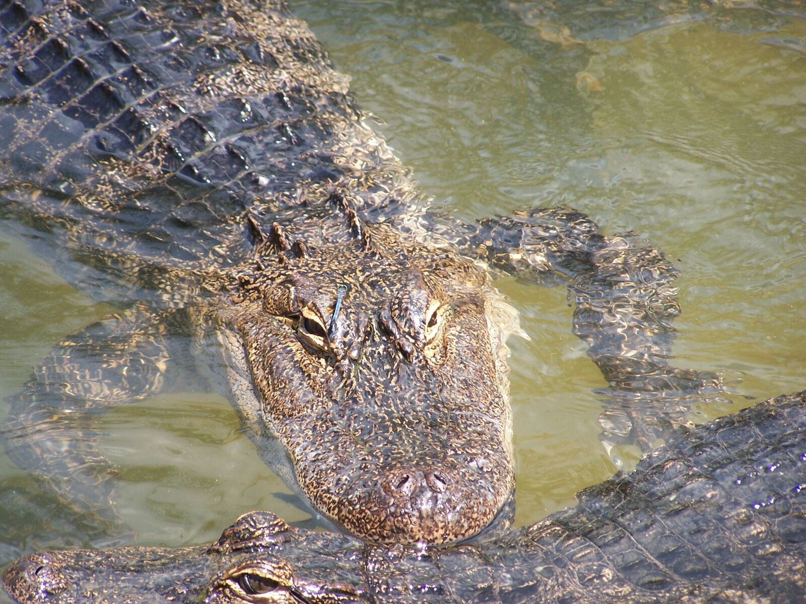 Kodak Z740 ZOOM DIGITAL CAMERA sample photo. Alligator, reptile, zoo photography