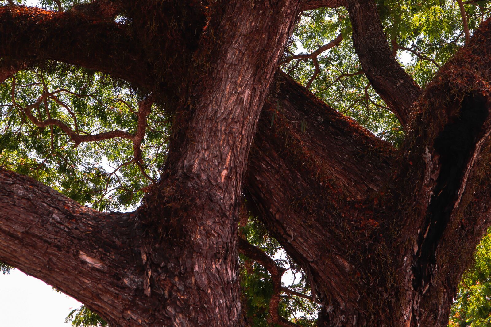 Canon EOS M50 (EOS Kiss M) sample photo. Tree trunk, plant growth photography