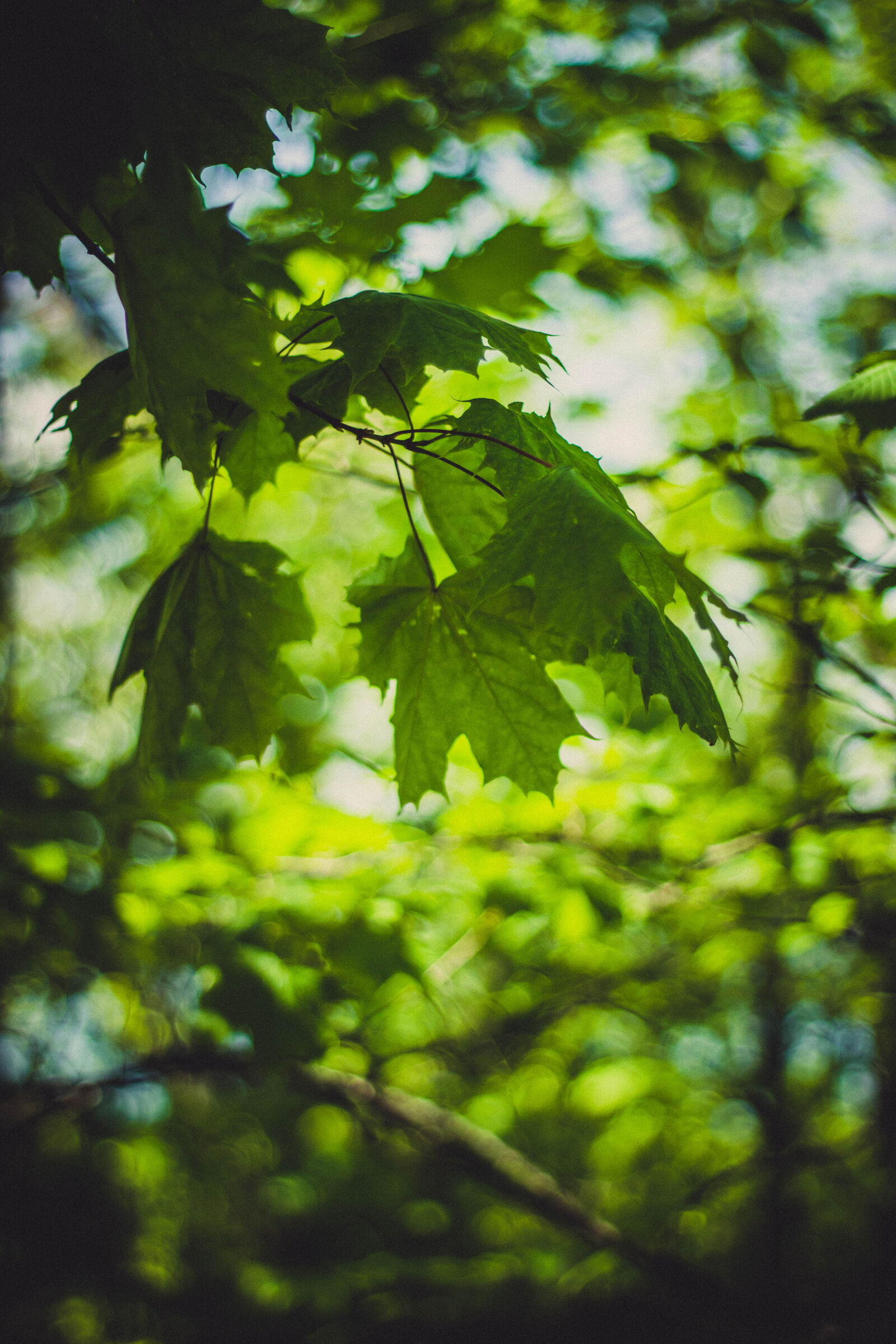 Canon EOS 600D (Rebel EOS T3i / EOS Kiss X5) + Canon EF 50mm F1.8 II sample photo. Green, lobed, leaves, on photography