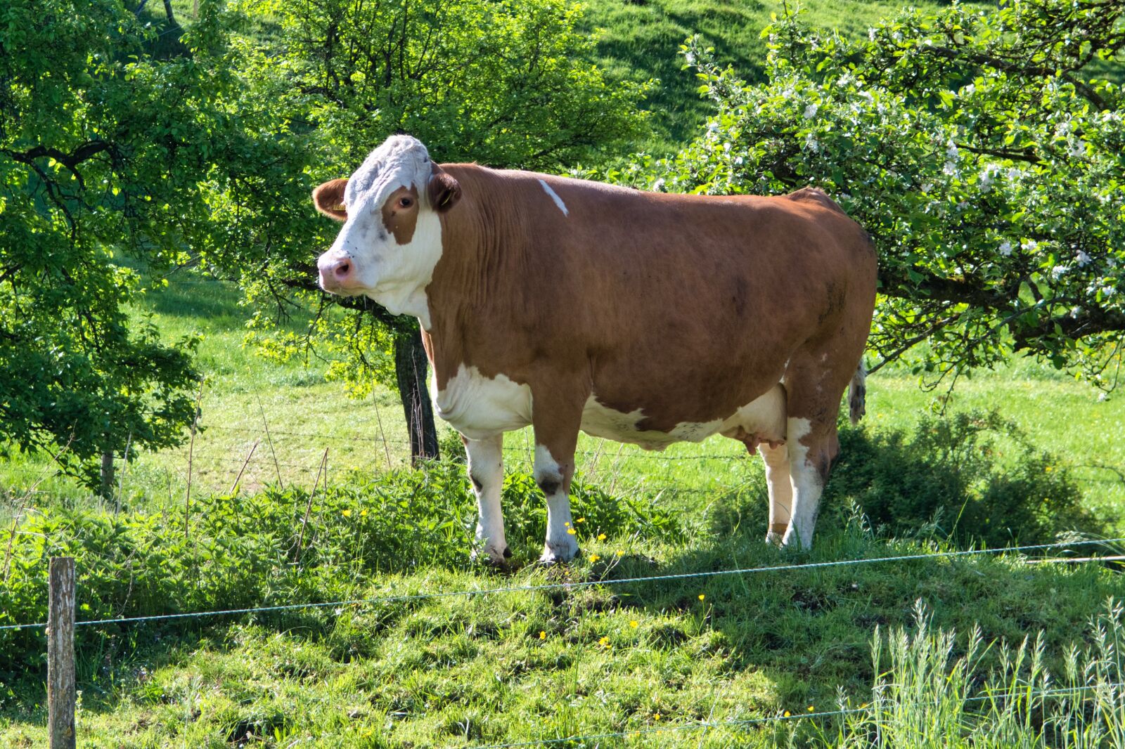 Nikon D7500 sample photo. Cow, meadow, pasture photography