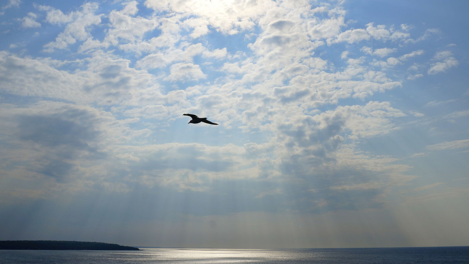 Sony E 18-55mm F3.5-5.6 OSS sample photo. Flying, seagull, sky, sunrays photography