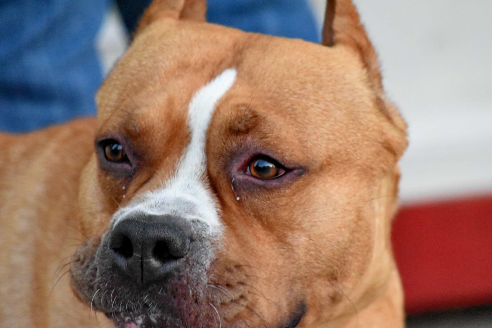 Nikon D5500 sample photo. Boxer, brown, dog, nose photography